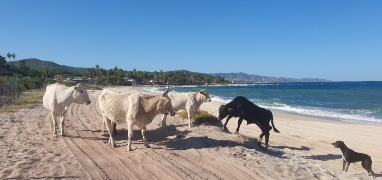 Blue Wave Retreat - Detox Retreat in M